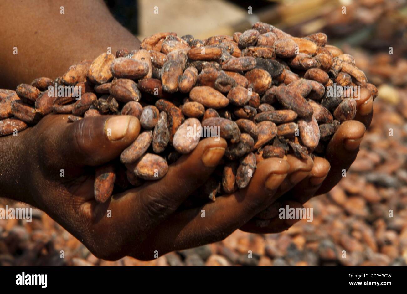 A Worker Holds Cocoa Beans At A Village In N Douci Ivory Coast November 26 15 Cocoa Exporters In Top Producer Ivory Coast Are Paying High Premiums To Suppliers In An Effort To A Worker Holds Cocoa Beans At A Village In N Douci Ivory Coast November 26 15 Cocoa Exporters In Top Producer Ivory Coast Are Paying High Premiums To Suppliers In An Effort To