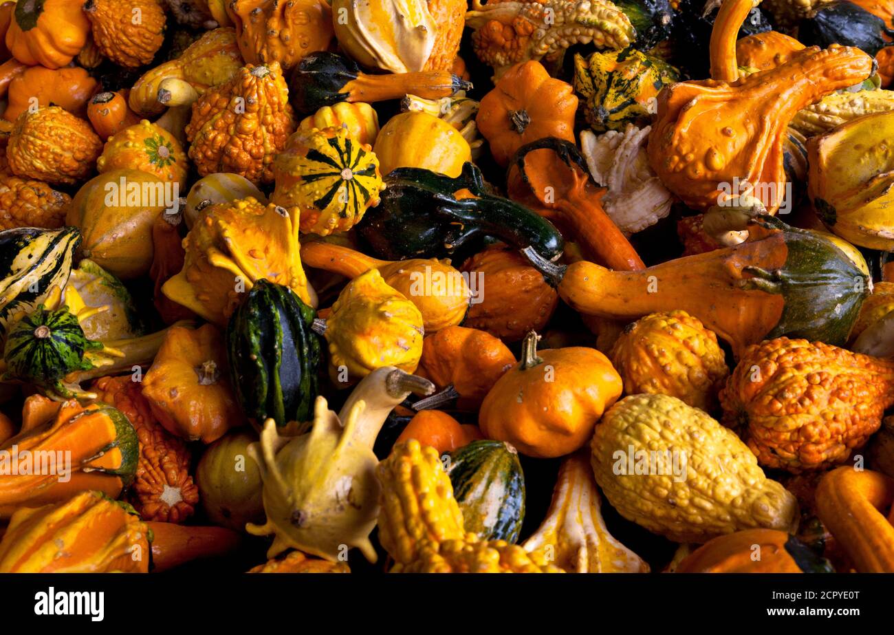 Colorful ornamental gourds for sale at a local farmers market Stock