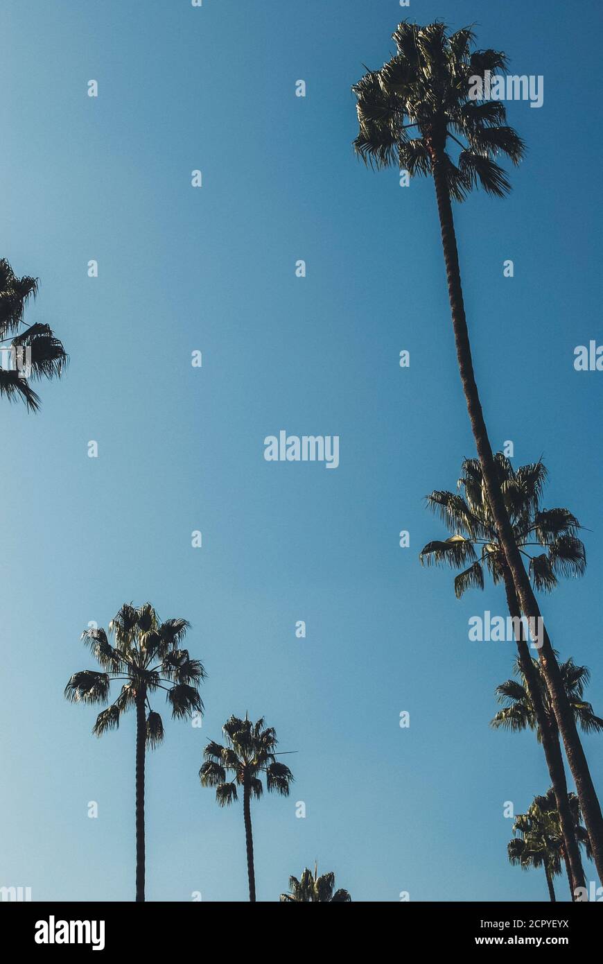 USA, California, Los Angeles, drive through Beverly Hills, palm trees by the roadside Stock