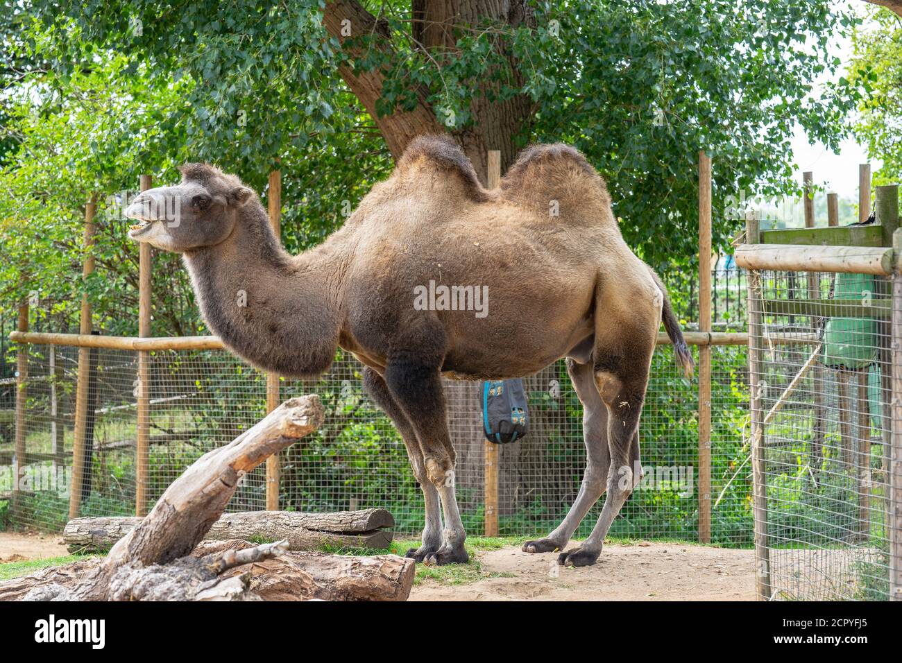 Bactrian Camels at London Zoo.The Bactrian camel Camelus bactrianus is ...