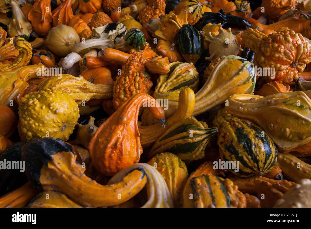 Colorful ornamental gourds for sale at a local farmers market Stock