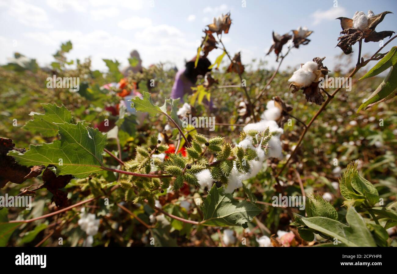 Egypt cotton field hires stock photography and images Alamy