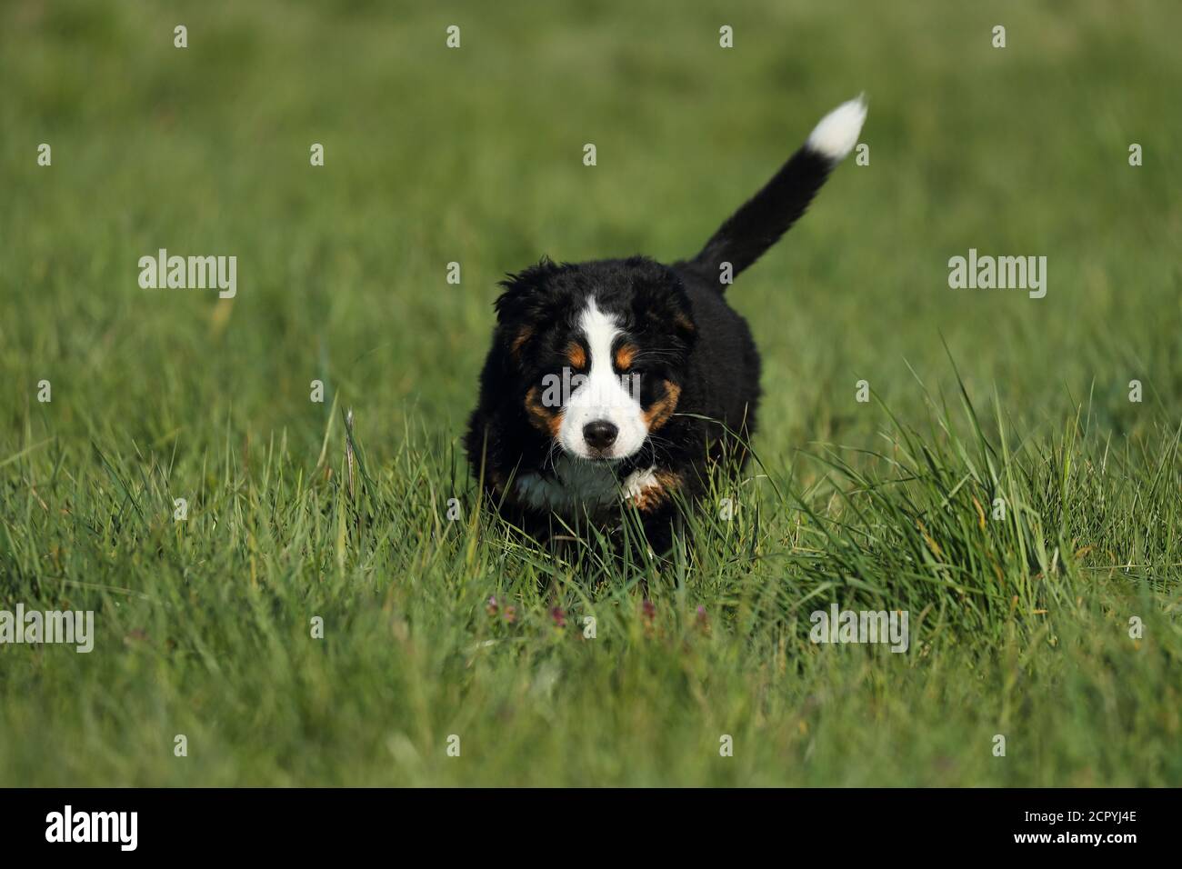 Bernese Mountain Dog runs across a meadow Stock Photo