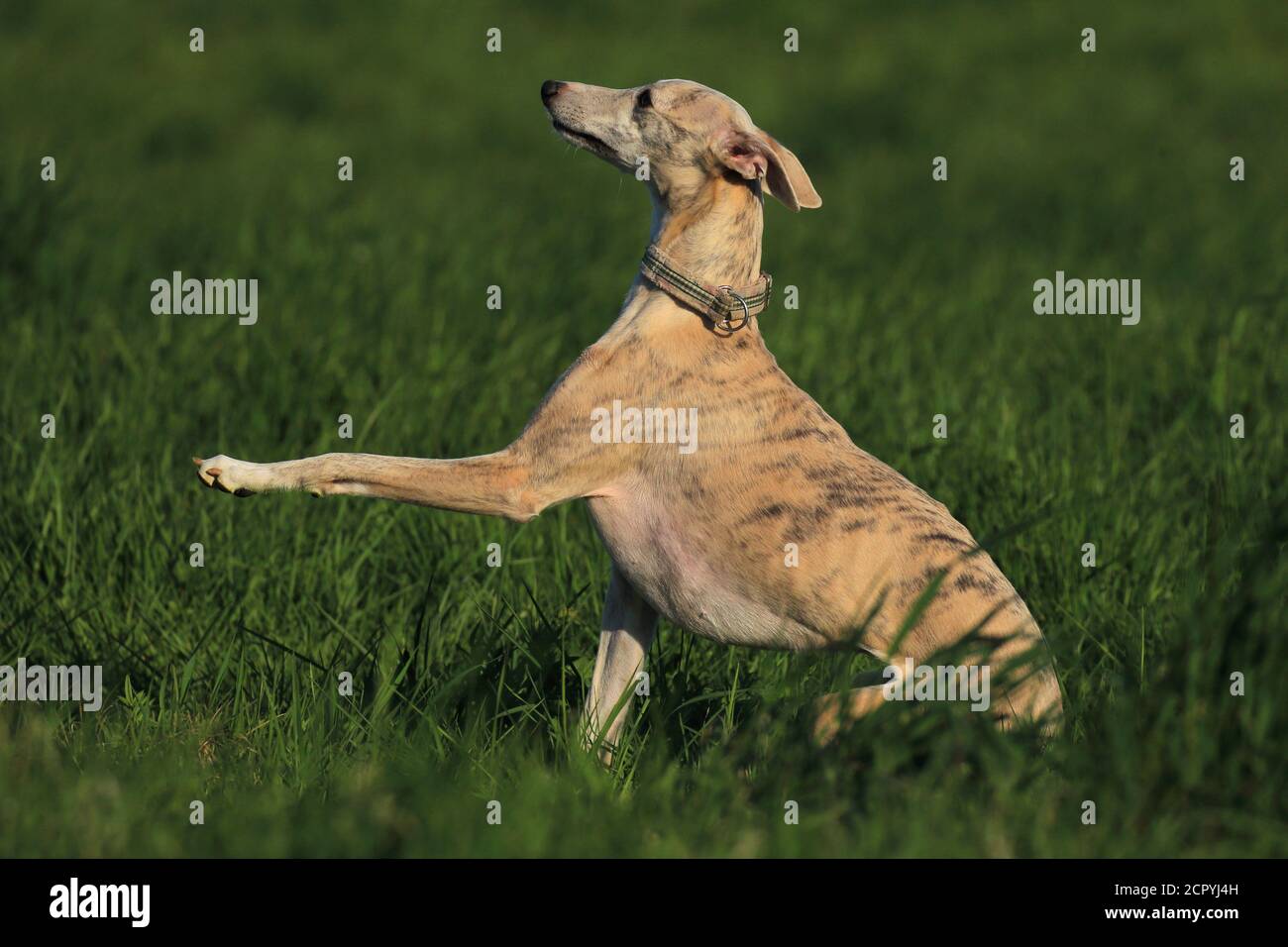 Whippet sits in a meadow Stock Photo