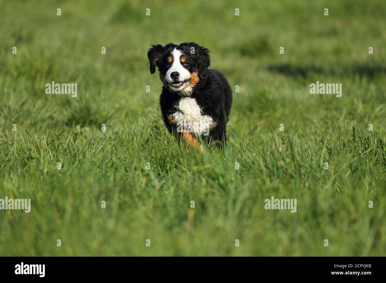 Bernese Mountain Dog runs across a meadow Stock Photo
