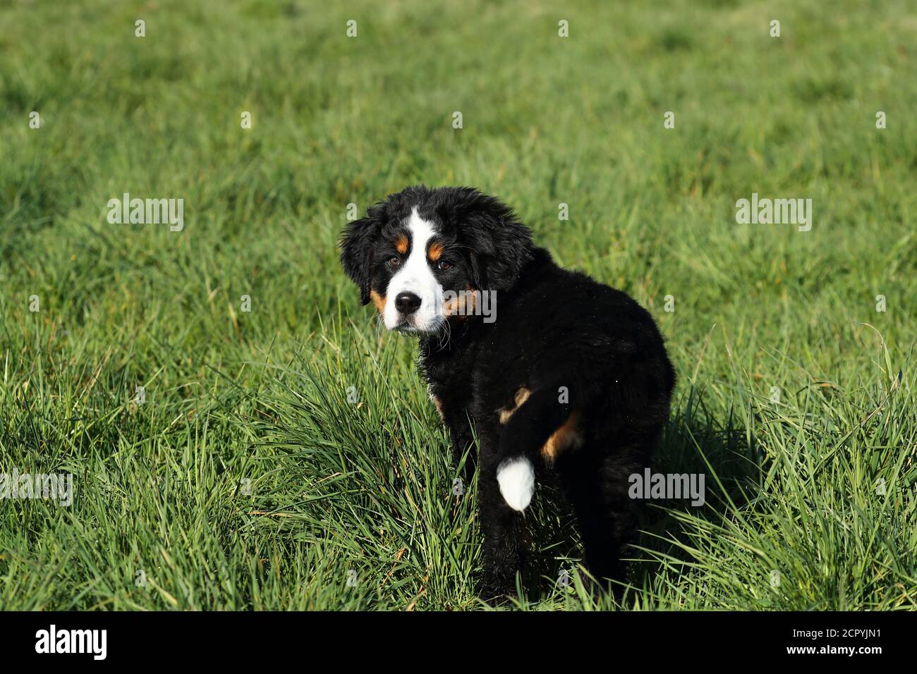 Bernese Mountain Dog in a meadow Stock Photo