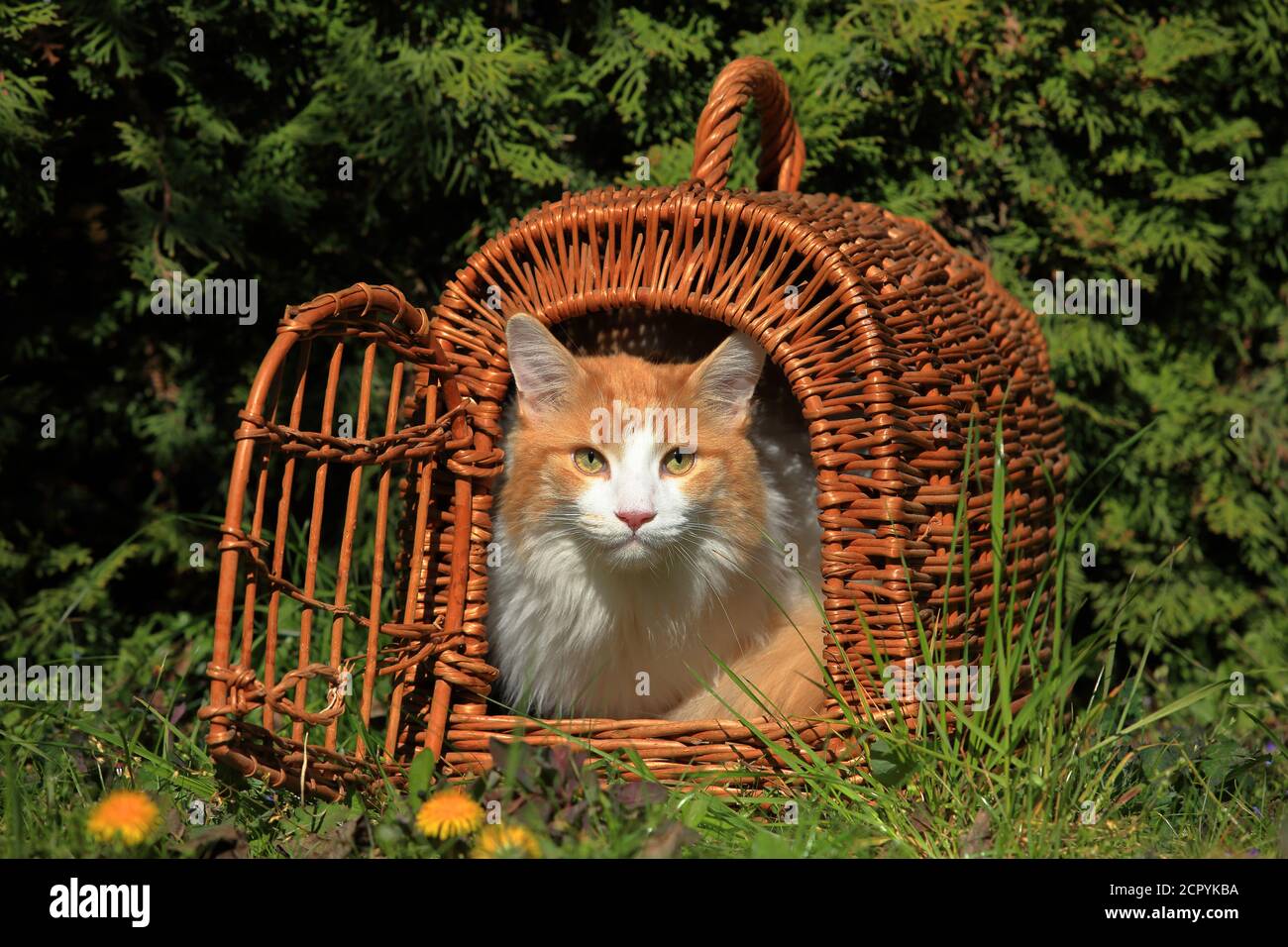 Maine Coon cat in a basket Stock Photo Alamy