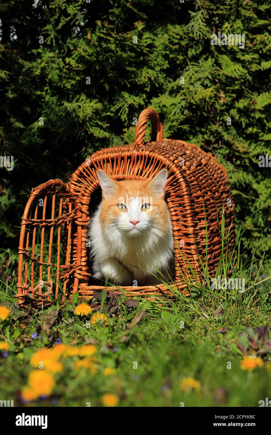Maine Coon cat in a basket Stock Photo