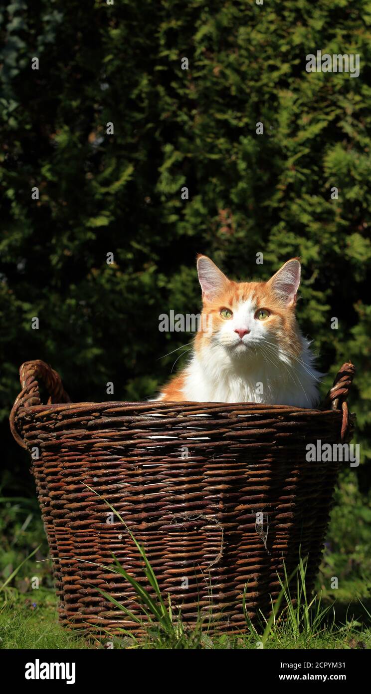 Maine Coon cat in the basket Stock Photo