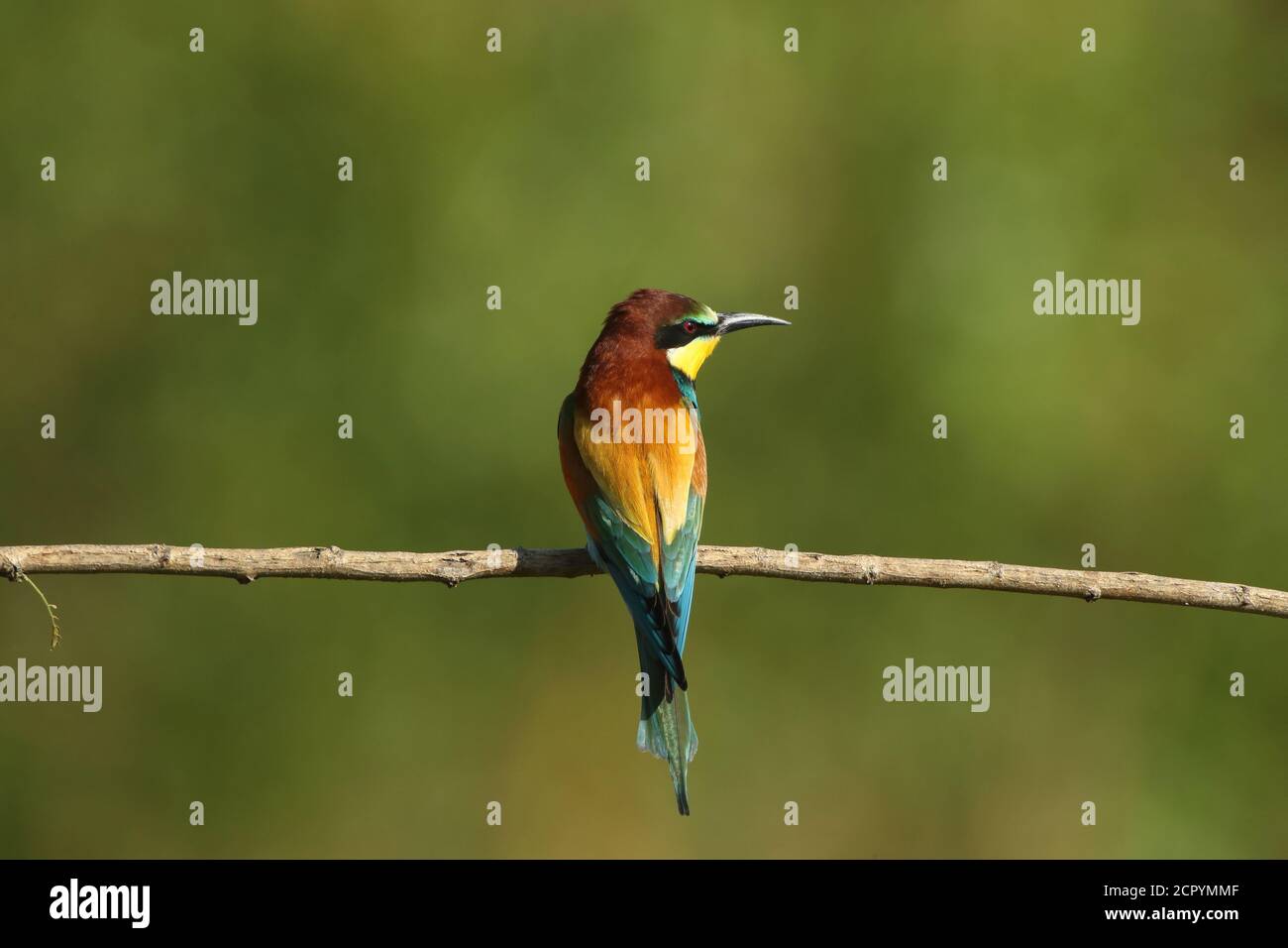 Bee-eater on a branch Stock Photo