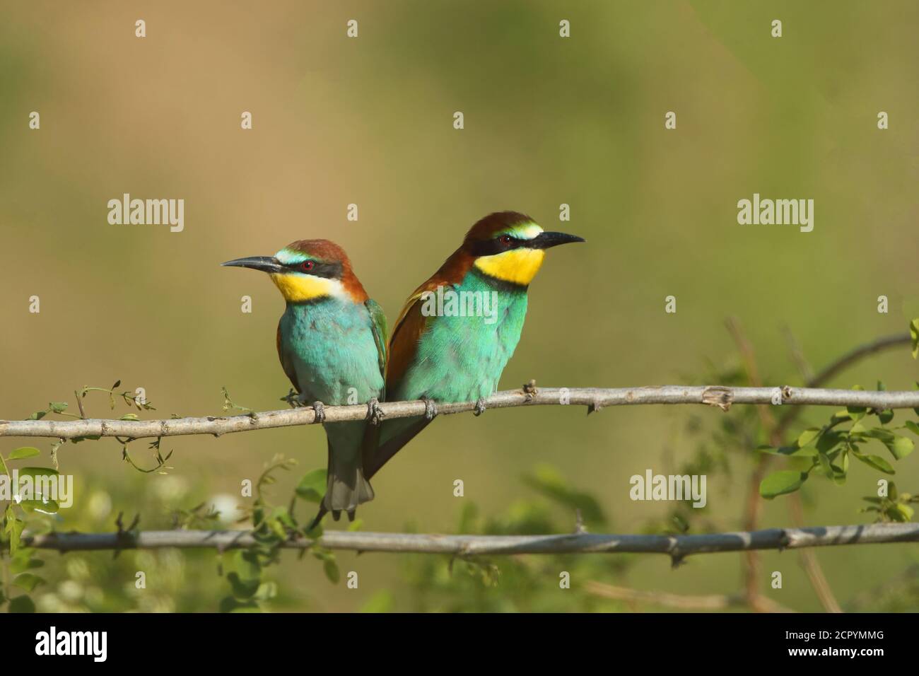 Bee-eater on a branch Stock Photo
