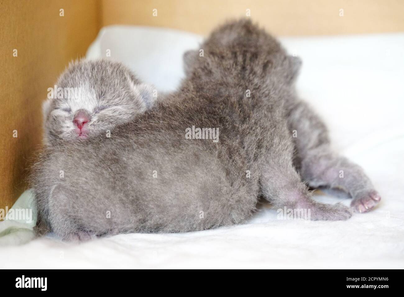 New born scottish fold kittens on white background close up view Stock Photo