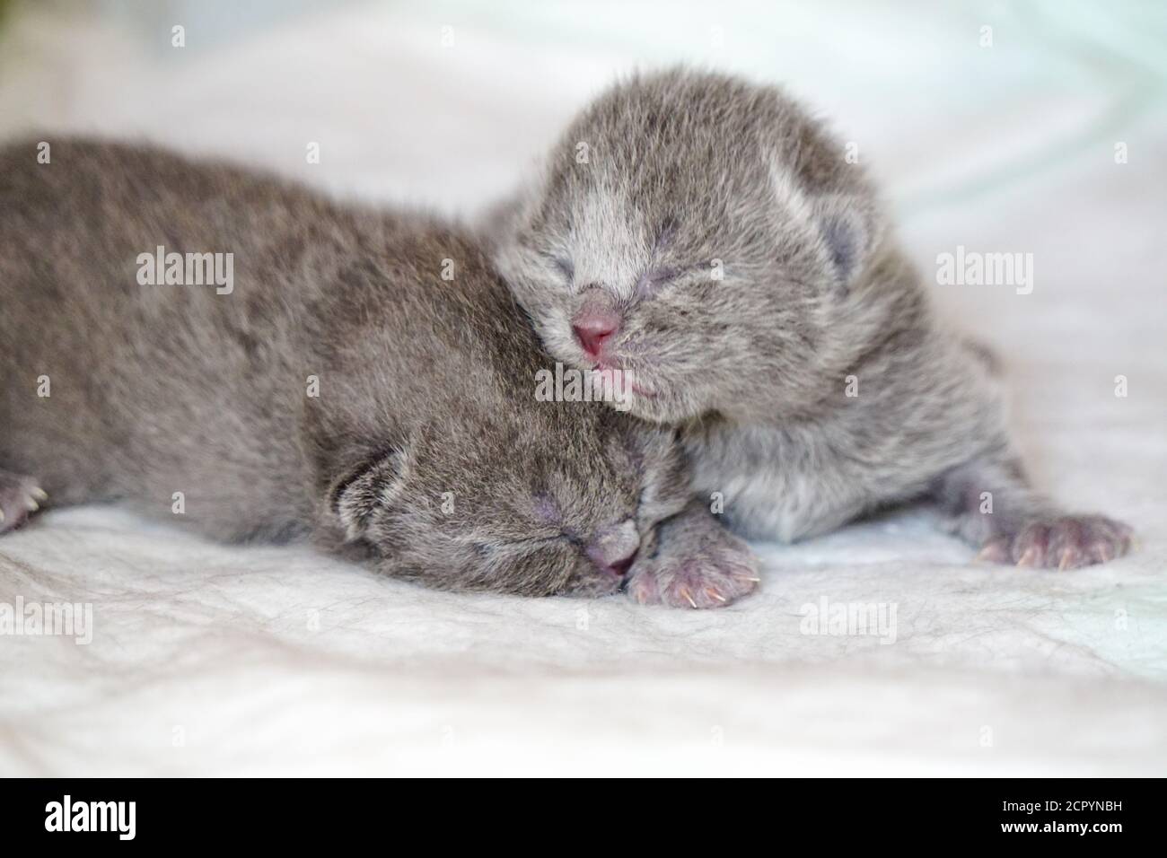 New born scottish fold kittens on white background close up view Stock Photo
