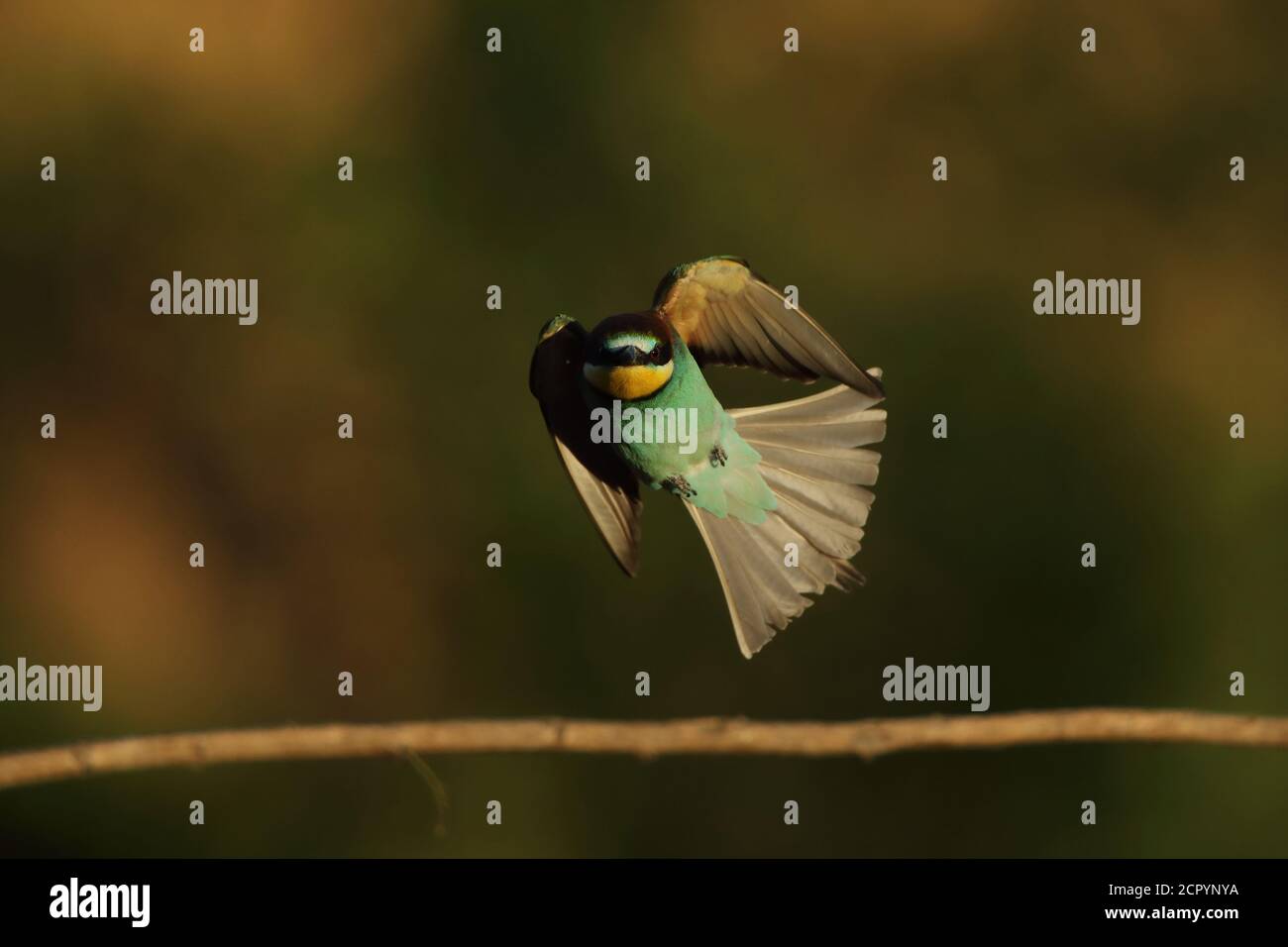 Bee-eater approaching a branch Stock Photo