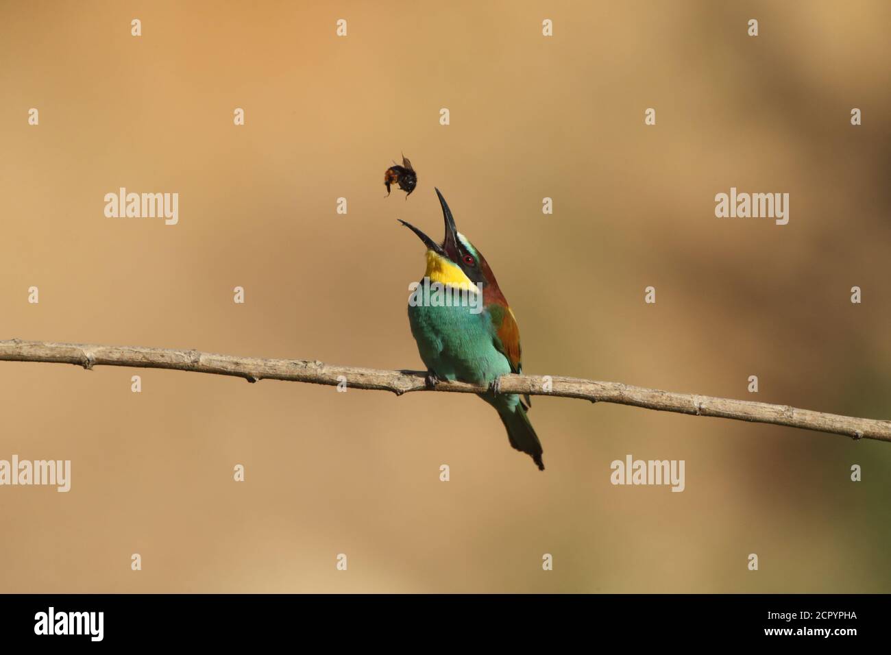 Bee-eater on a branch with prey Stock Photo