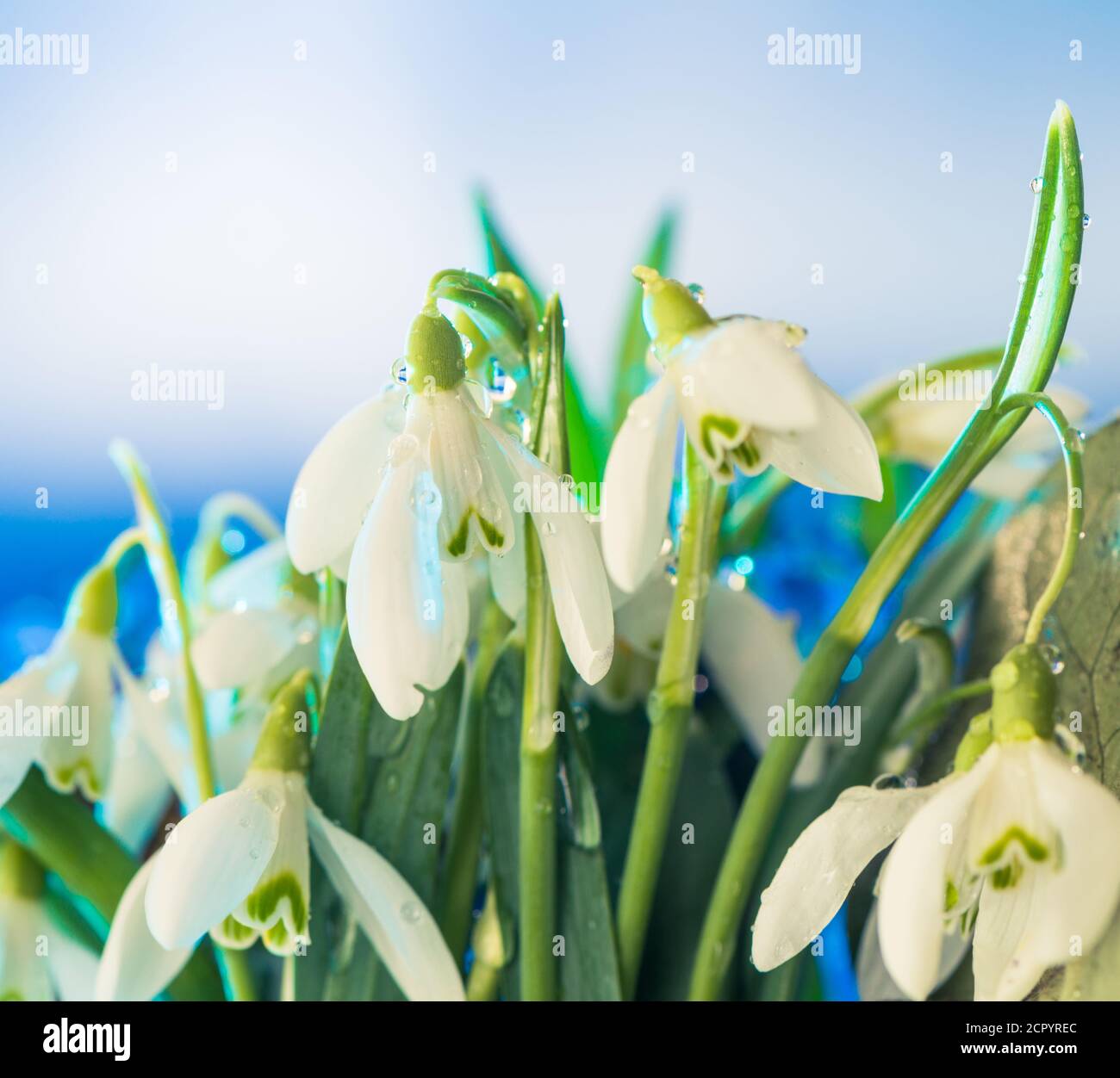 Blossoming wild flowers hi-res stock photography and images - Alamy