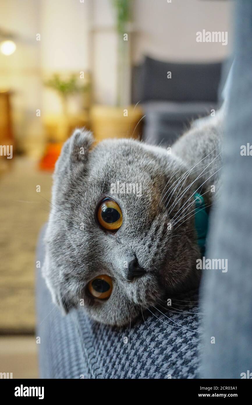 Cute scottish fold cat portrait close up view looking at camera Stock Photo