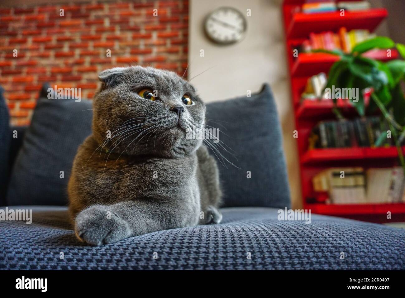Cute scottish fold cat portrait close up view looking at camera Stock Photo
