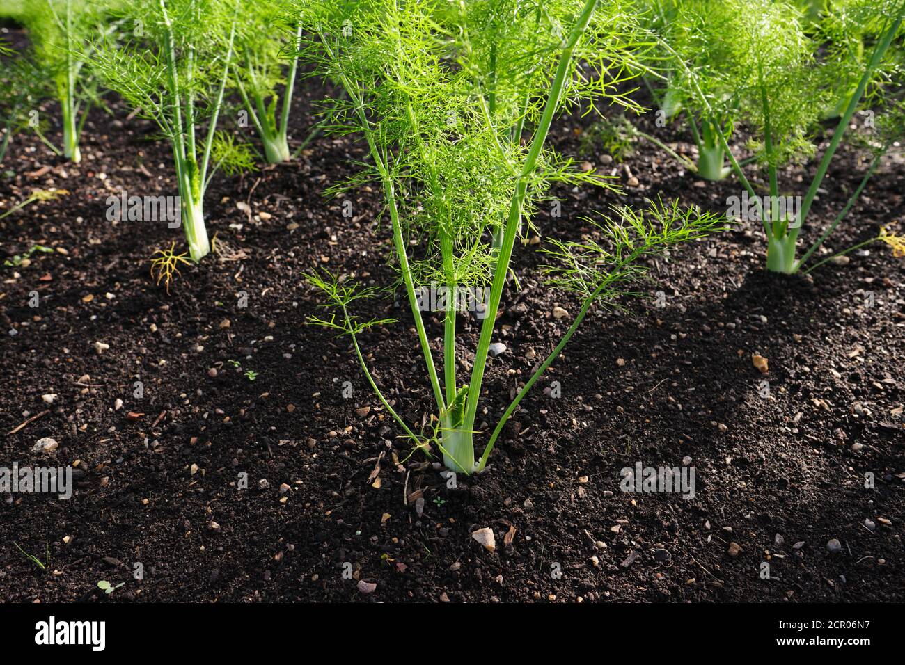 Young florence fennel plants hires stock photography and images Alamy