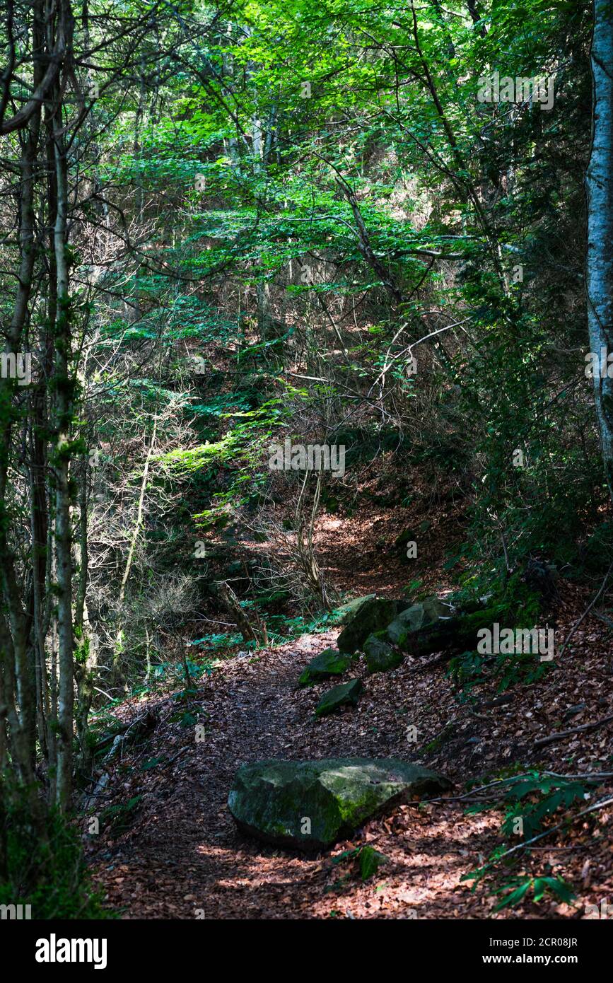Walking through the forests of the Vall den Bas mountains, we find beautiful places, with their intense greens and cloaks of ochre. Stock Photo