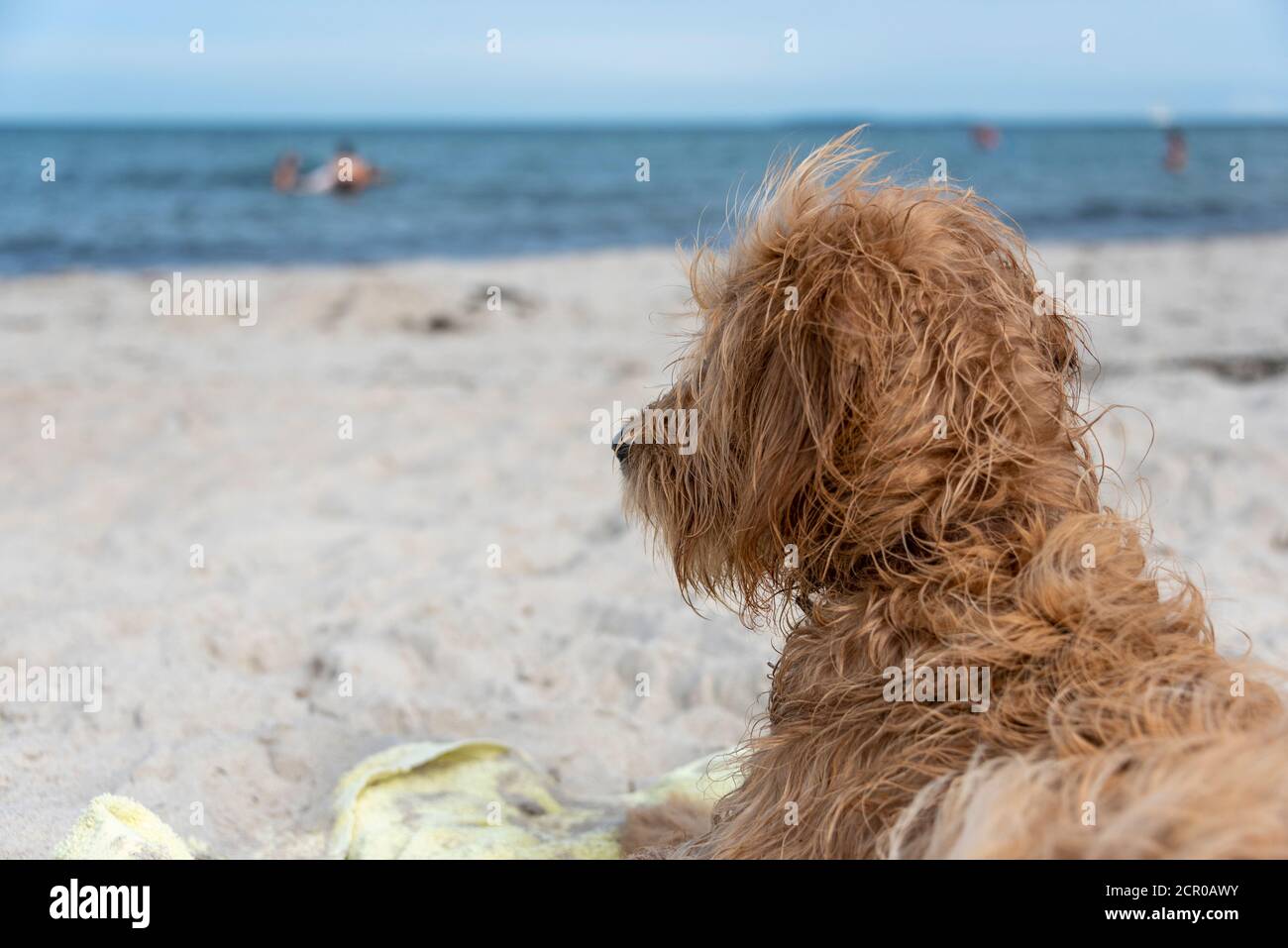 A young dog (Mini Goldendoodle) lies on the beach. Stock Photo