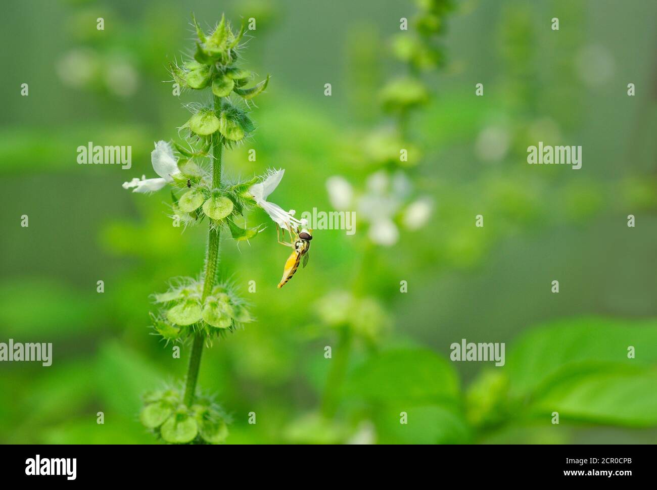 Basil flowers in bloom, Ocimum basilicum Stock Photo Alamy