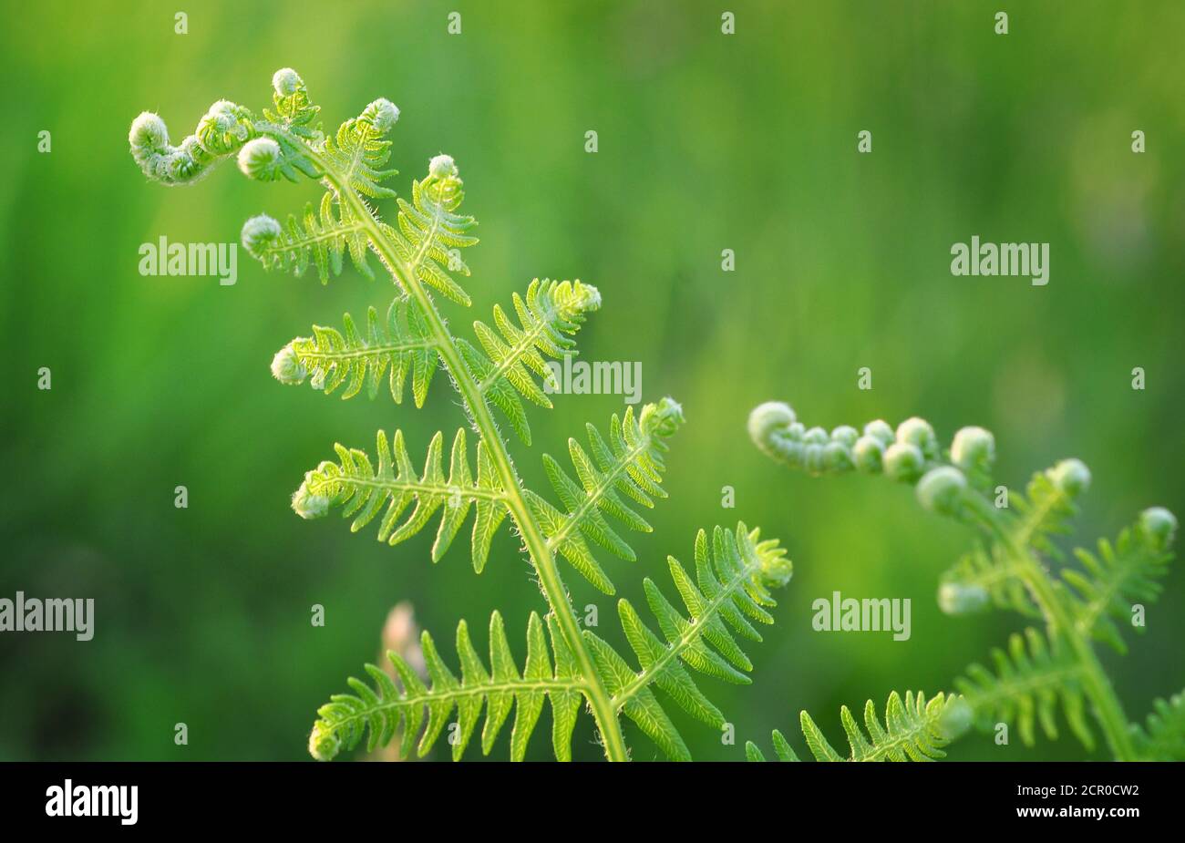 Common fern grass hi-res stock photography and images - Alamy