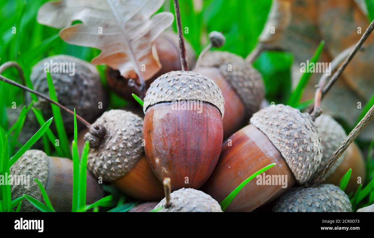 Autumn acorns, season change Stock Photo - Alamy