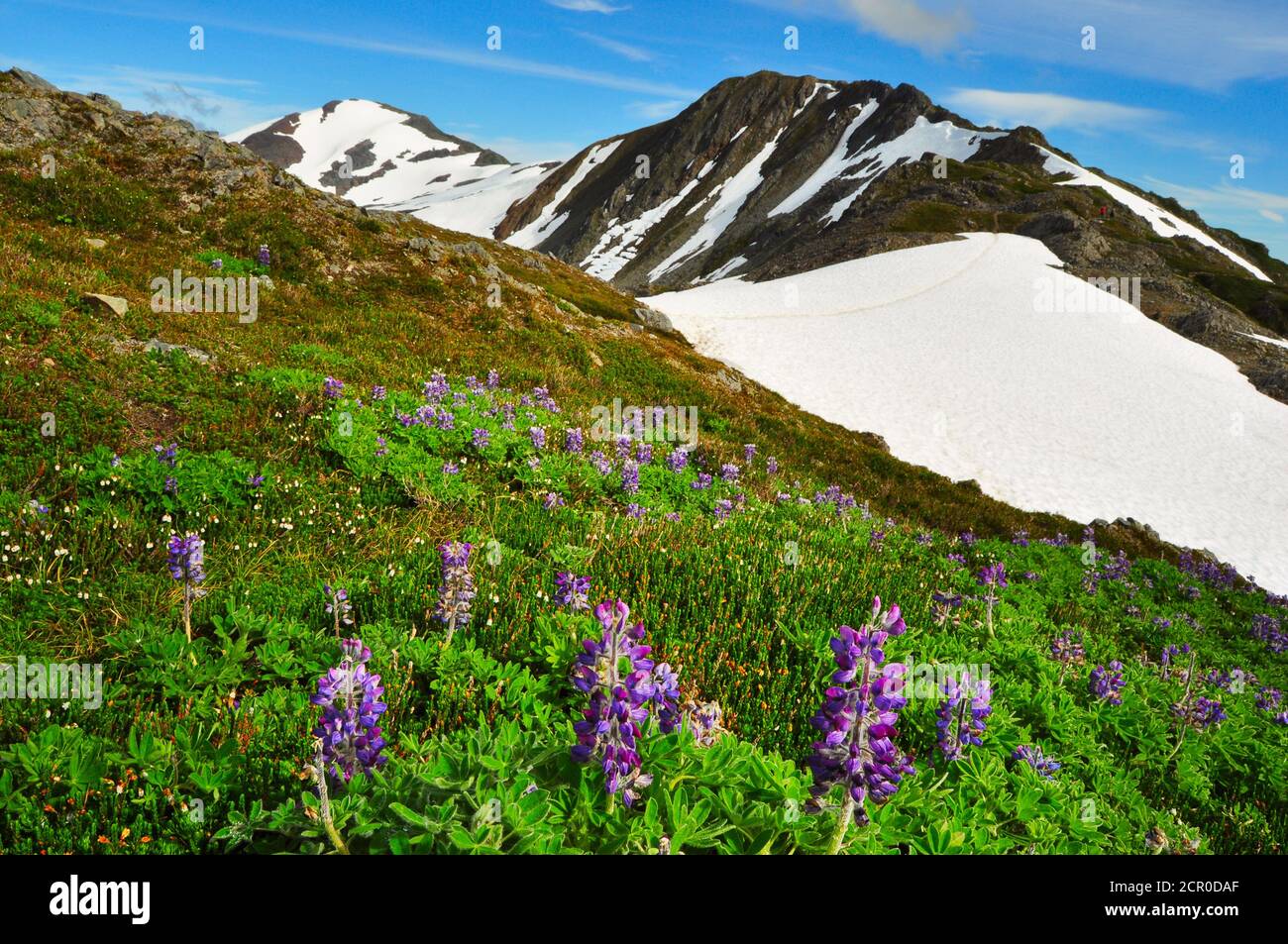 Mount Roberts mountain, Juneau Alaska Stock Photo Alamy