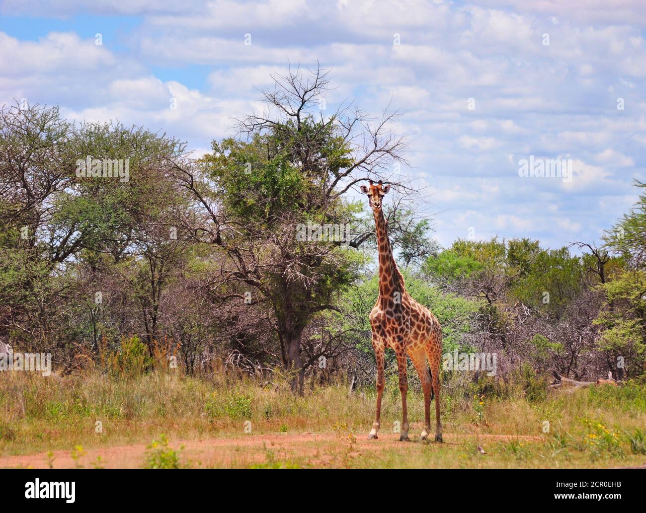Giraffe grazing, South Africa Gauteng province Stock Photo