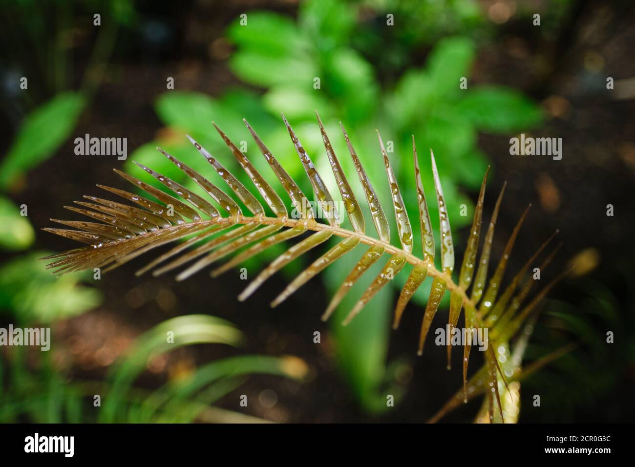 Close-up of Ceratozamia, genus of New World cycads in the family Zamiaceae. Stock Photo