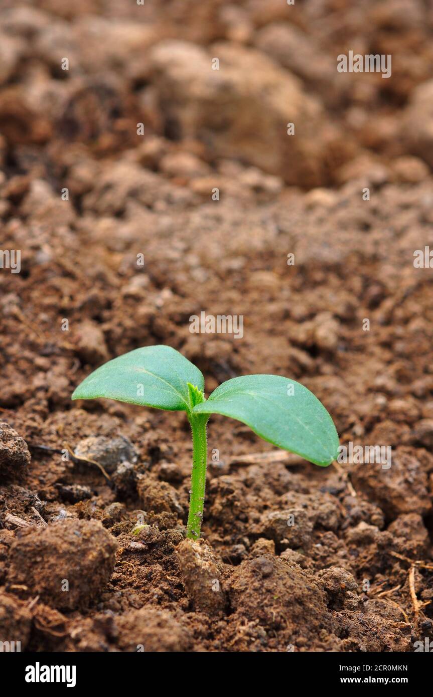 Plant growing from the soil Stock Photo
