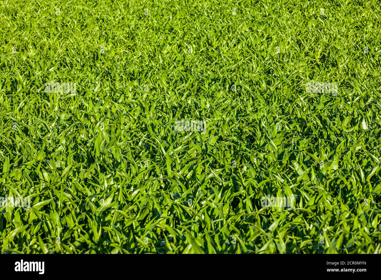 Young corn hi-res stock photography and images - Alamy