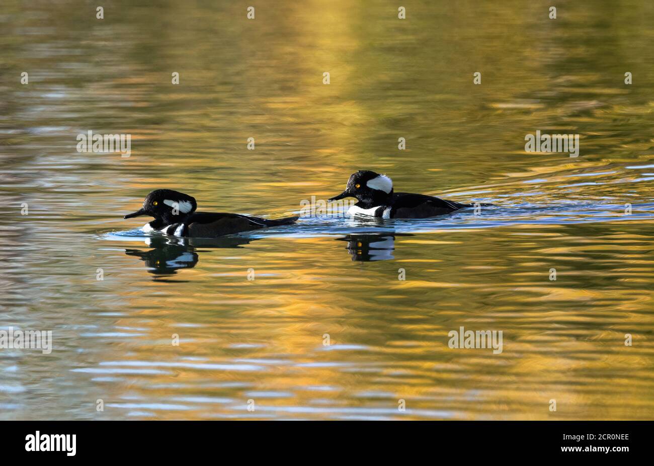 Two Hooded Merganser drakes with a glint of light in their eye, are a pretty silhouette in this golden lake illuminated by the setting sun. Stock Photo
