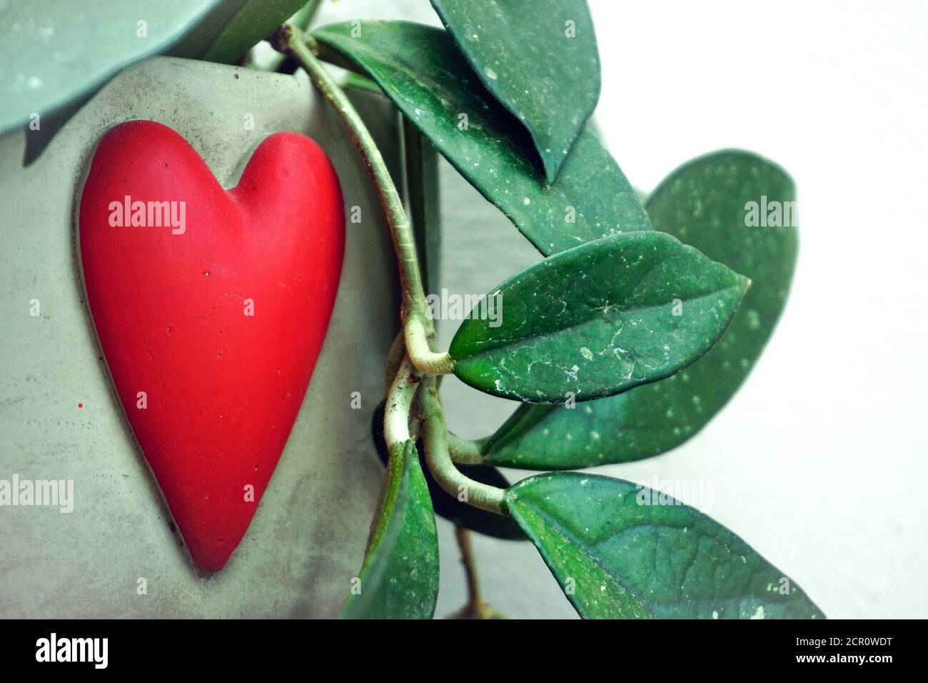 Waxplant hoya carnosa in heart shaped pot Stock Photo