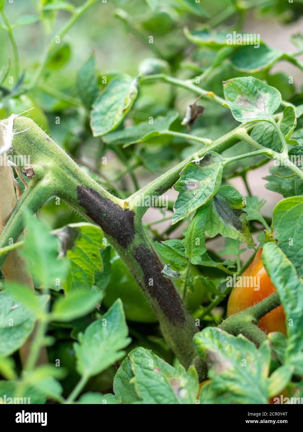 Tomato stem rot caused by the fungus Didymella lycopersici Stock Photo