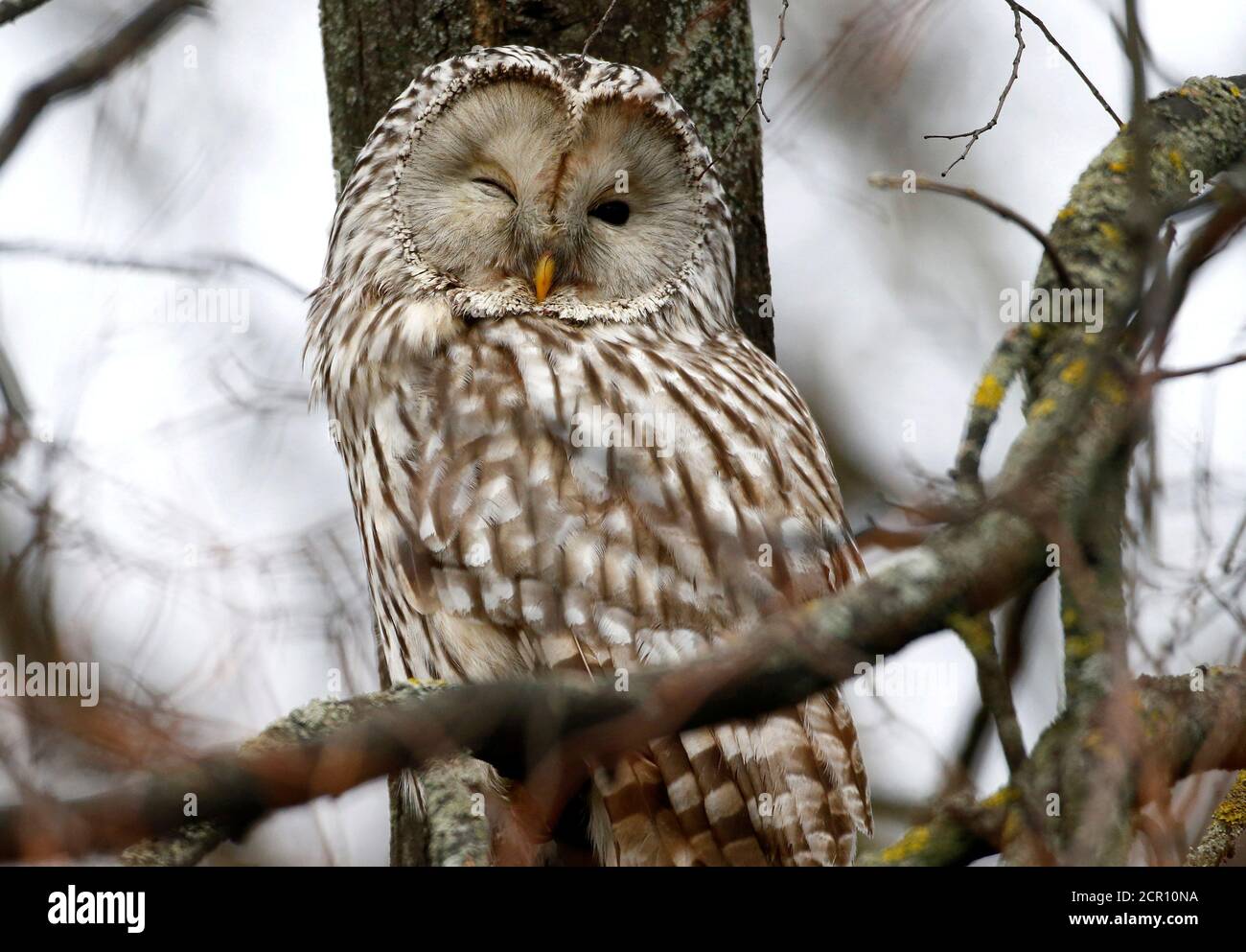 Ural owl (strix uralensis), which is included in Belarus national red data book of endangered birds and animals, rests on a tree branch in Minsk, Belarus November 23, 2017. REUTERS/Vasily Fedosenko TPX Ural owl (strix uralensis), which is included in Belarus national red data book of endangered birds and animals, rests on a tree branch in Minsk, Belarus November 23, 2017. REUTERS/Vasily Fedosenko TPX