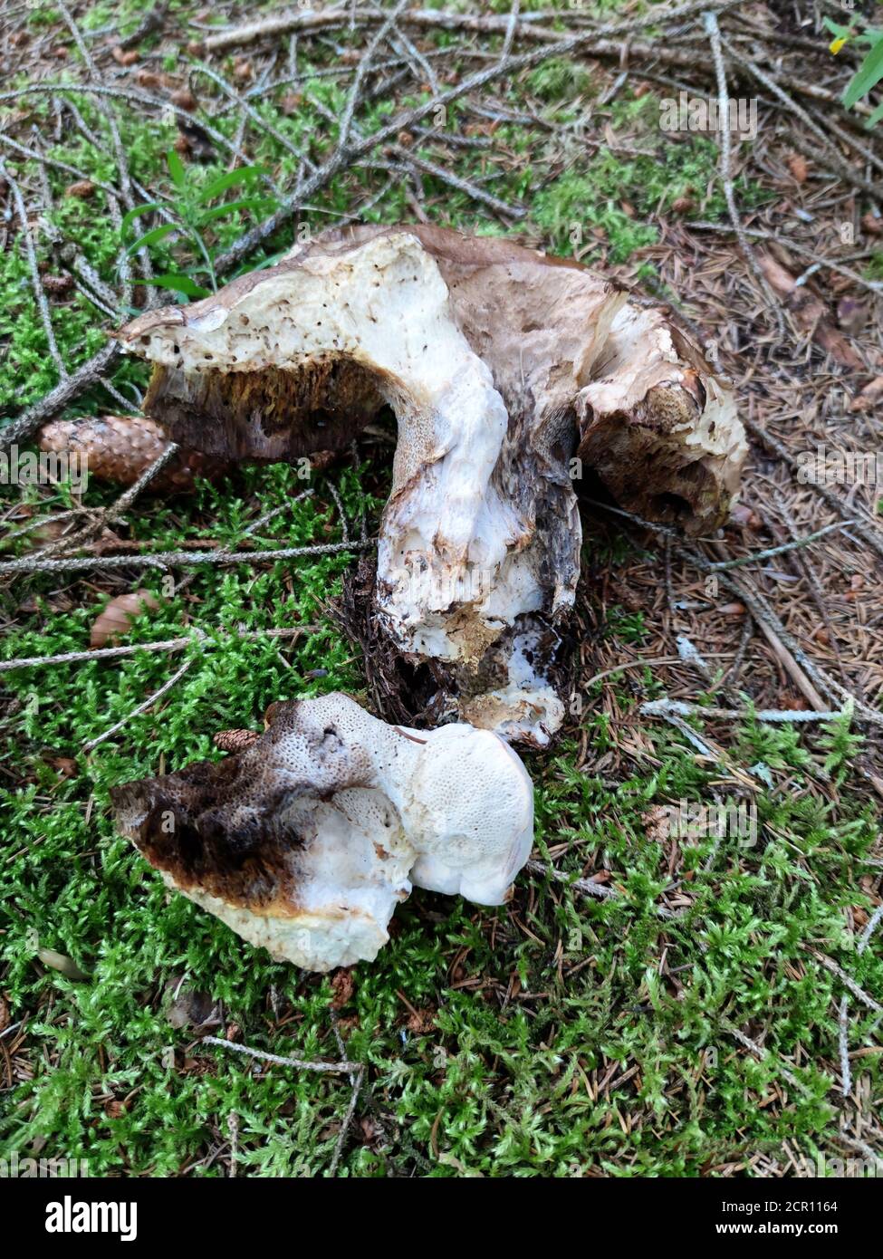 putrid and eaten porcini mushroom Stock Photo