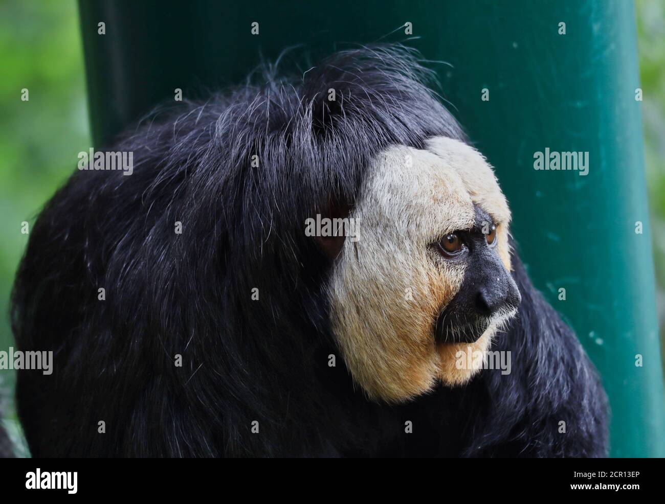 Close-up of Male Saki Monkey in Czech Zoo. The White-Faced Saki (Pithecia Pithecia), called the Guianan and the Golden-Faced Saki. Stock Photo