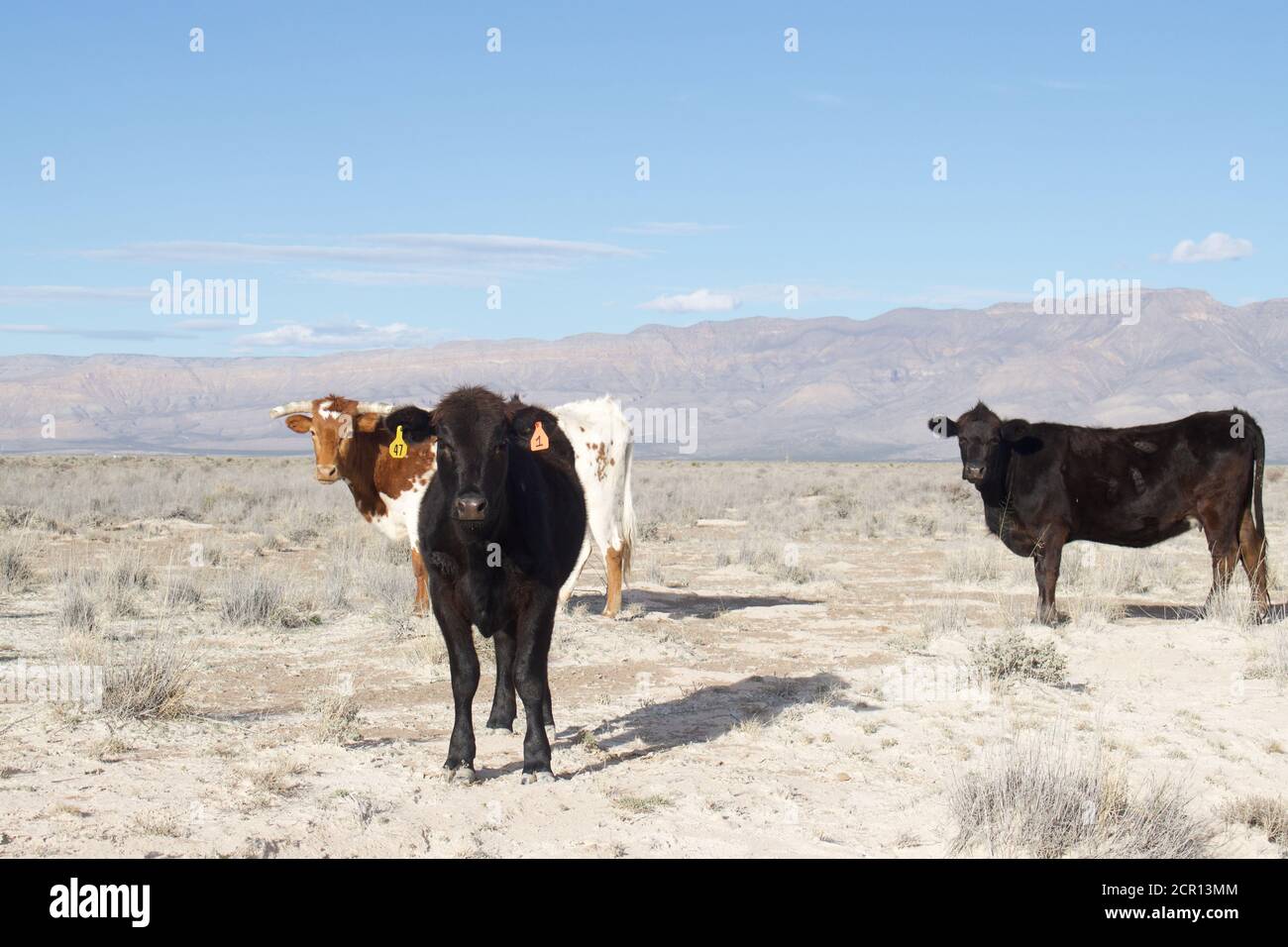 longhorn cows roaming by Road between Dell City and Guadalupe Mountains National Park in Texas. Stock Photo