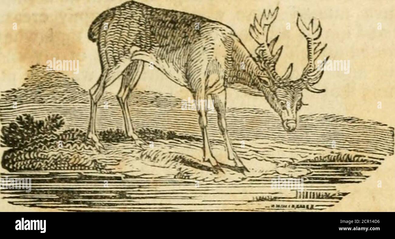 . Æsop's fables : with upwards of one hundred and fifty emblematical devices . ght of them we cannottell, otherwise than from their own writers: it isnot impossible but they might have describedthem as a barbarous, rapacious, treacherous,unpolite people; who, upon their conquest ofGreece, for some time, made as great havoc anddestruction of the arts and sciences, as their fellow plunderers, the Gothsyand Vandals, did af-terwards in Italy. What monsters would ourown party zealots make of each other, if thetransactions of the times were to be handeddown to posterity by a warm hearty man oneither Stock Photo