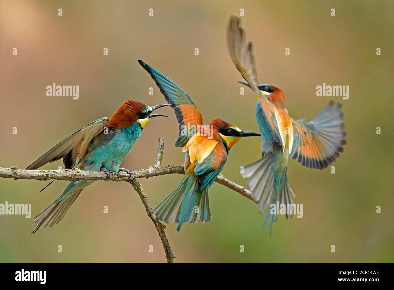 Bee-eater (Merops apiaster), wildlife, Rhineland-Palatinate, Germany, Stock Photo