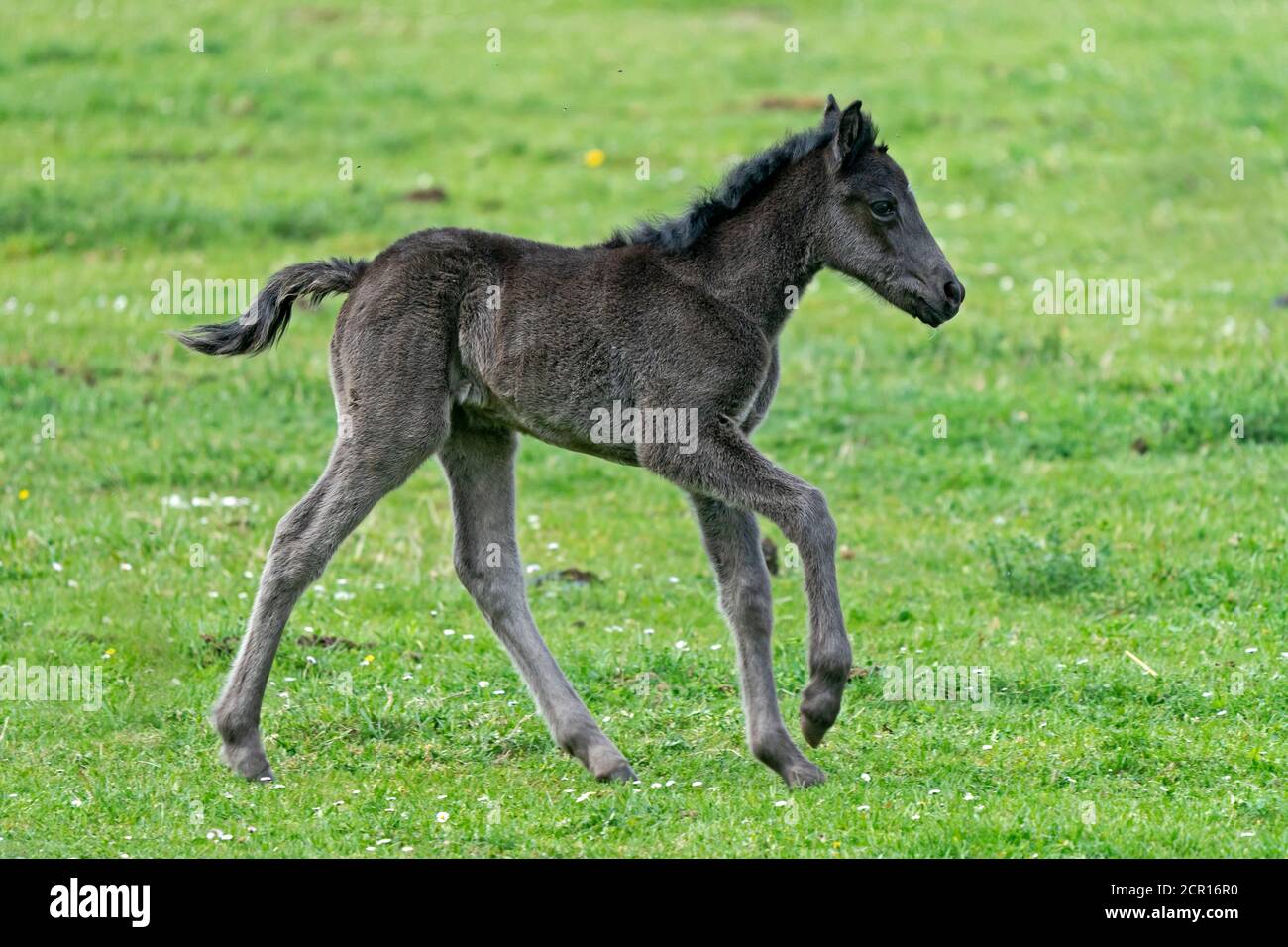 Horses, foals, Germany Stock Photo