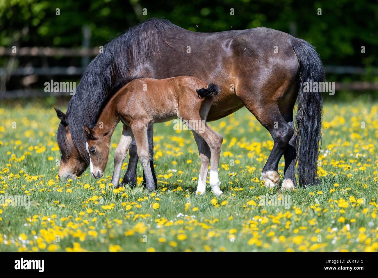 Horses, foals, Germany Stock Photo