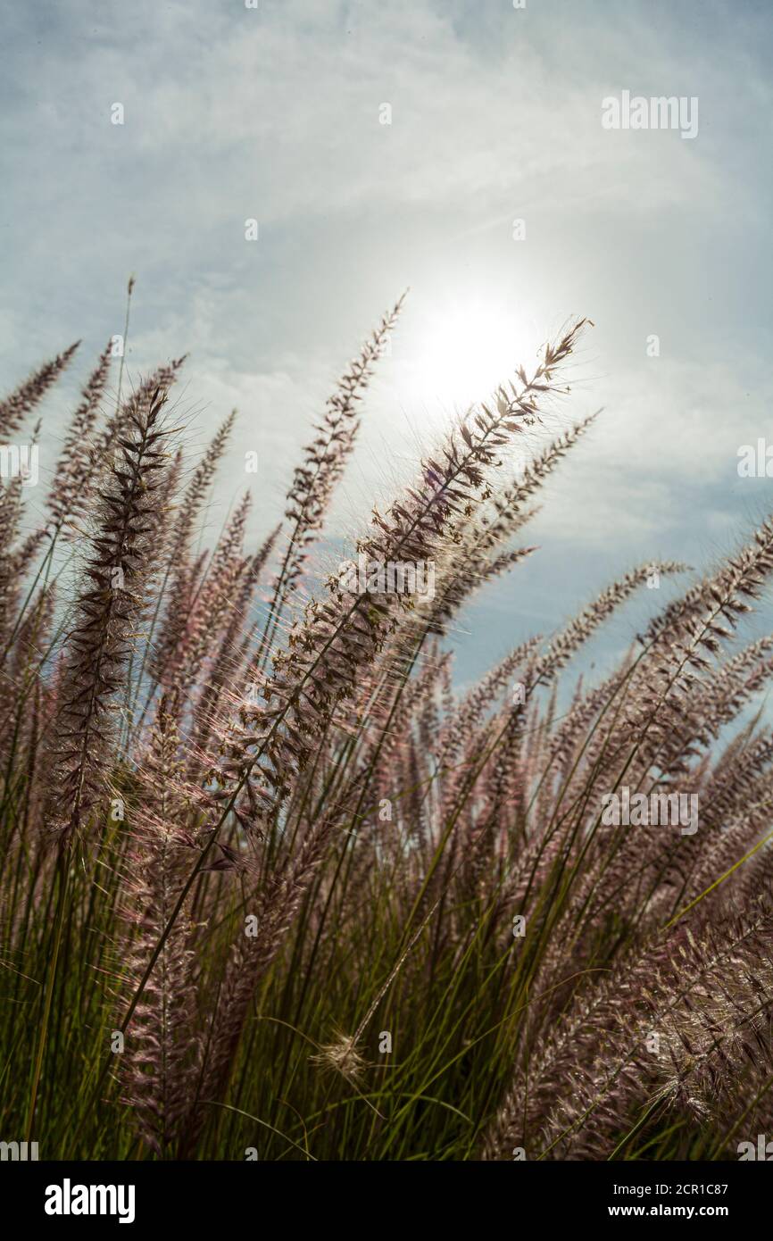 Poaceae, Panicoideae, Cenchrus, Pennisetum setaceum, cenchrus setacceus, sweet grasses, grass, African pennon cleaner grass Stock Photo