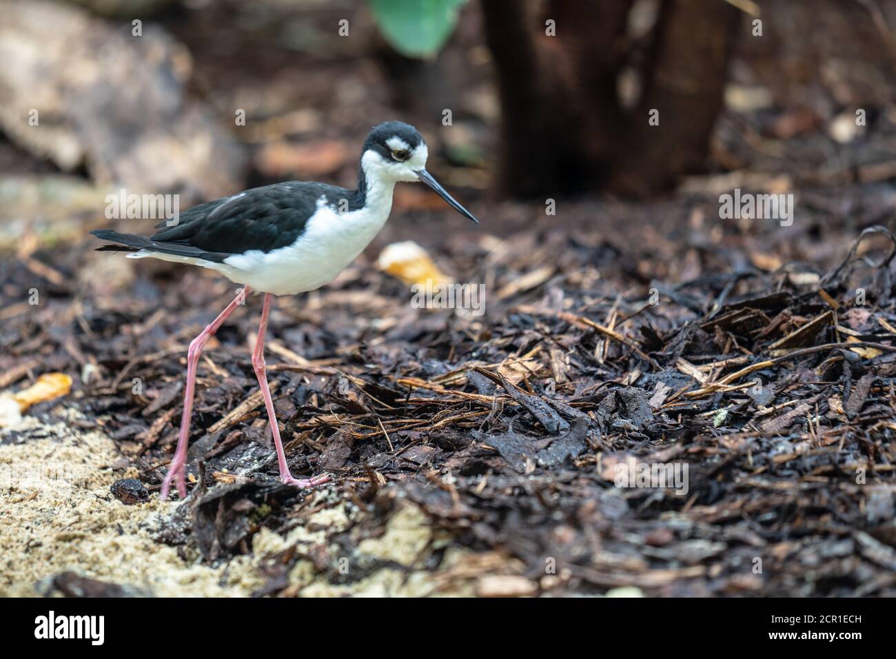 The black winged stilt Himantopus himantopus is a widely distributed very long-legged wader in the avocet and stilt family Recurvirostridae Stock Photo