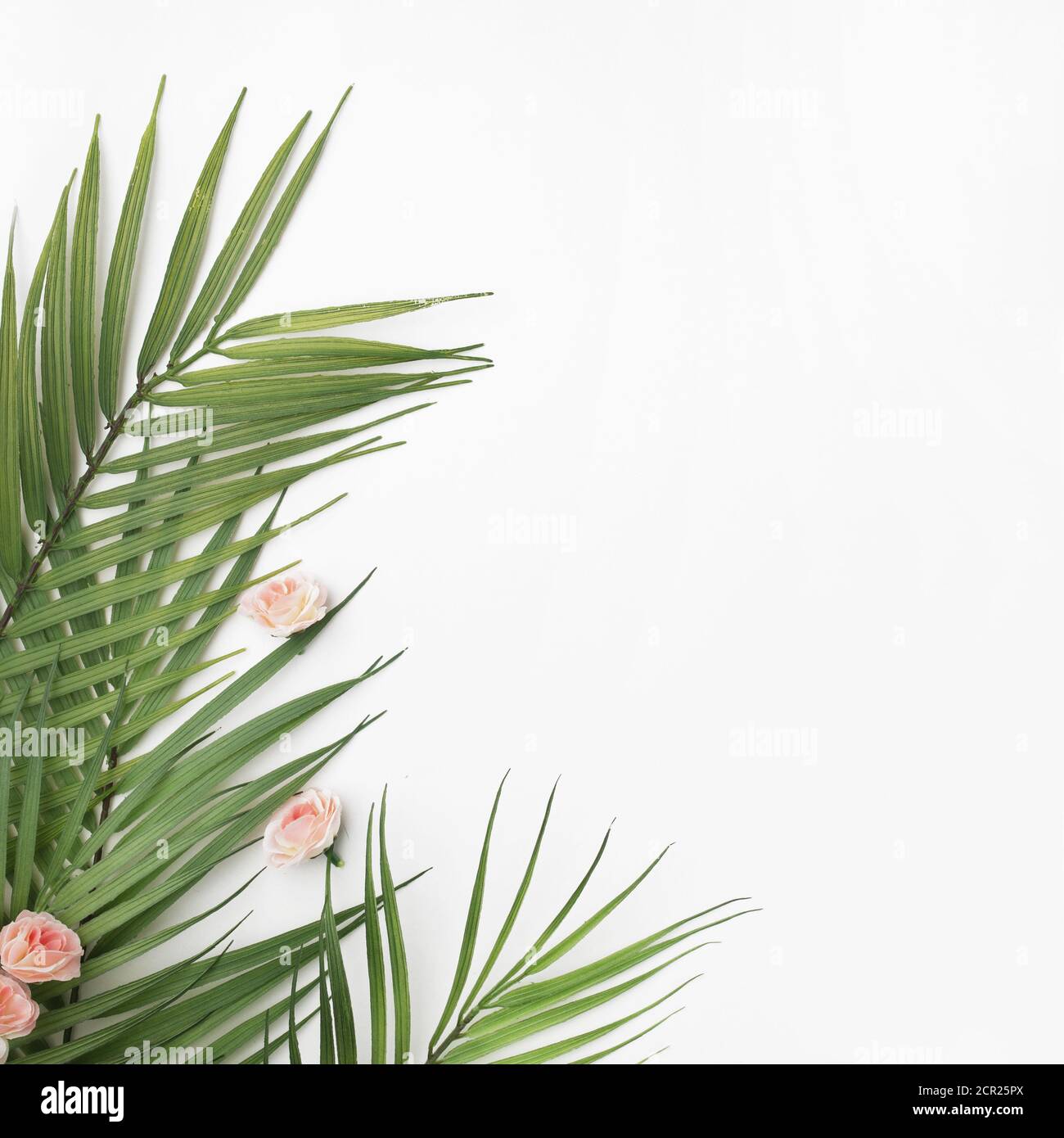 A frame from palm leaves on a white background with copy space Stock ...