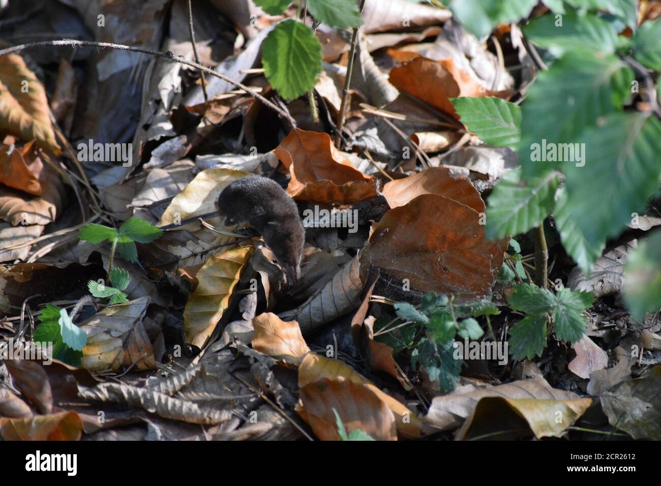 Shrew eyes hi-res stock photography and images - Alamy