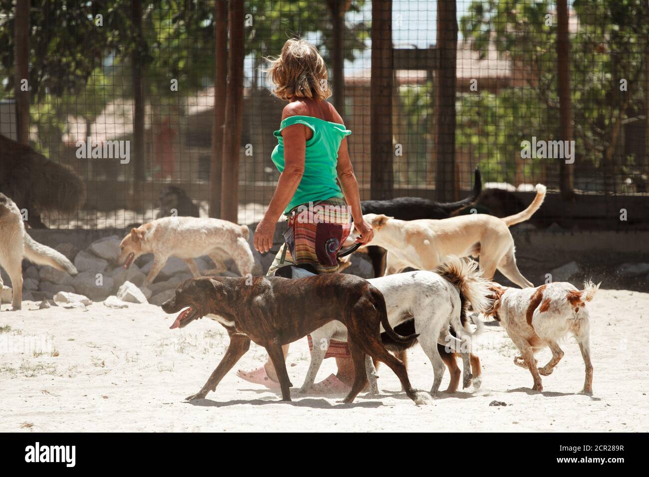 Women walking with a pack of dogs in the park of a dog shelter. Stock Photo