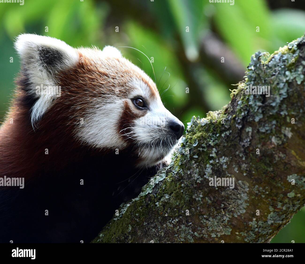 A One Year Old Red Panda Sits In The Trees Having Only Recently Arrived To A Brand New Enclosure At The Manor Wildlife Park St Florence Near Tenby In Wales July 18